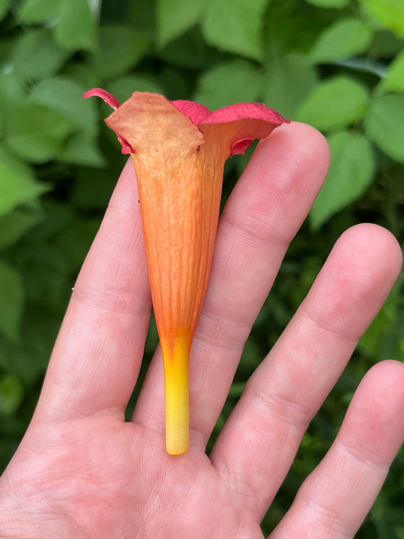 Trumpet Creeper (Campsis radicans)