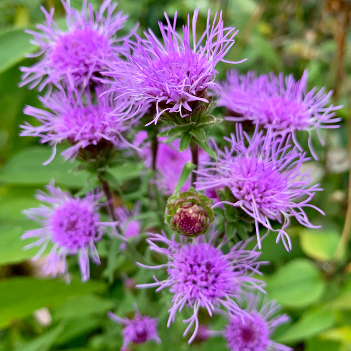 Meadow Blazing Star (Liatris ligulistylis) 1 GAL