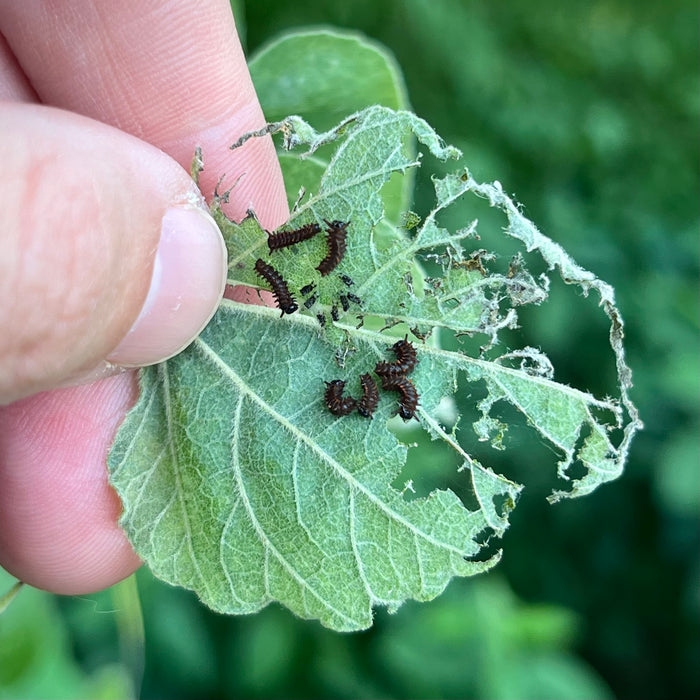 Wooly Pipevine (Isotrema tomentosum, formerly Aristolochia tomentosa)