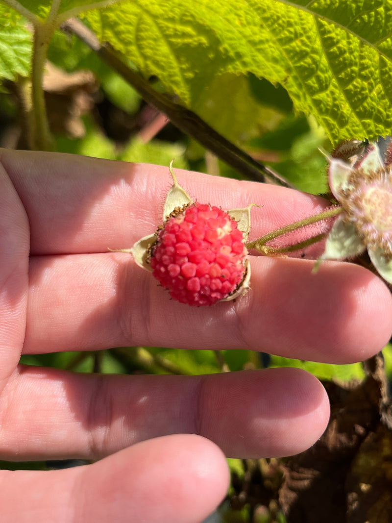 Purple Flowering Raspberry (Rubus odoratus)