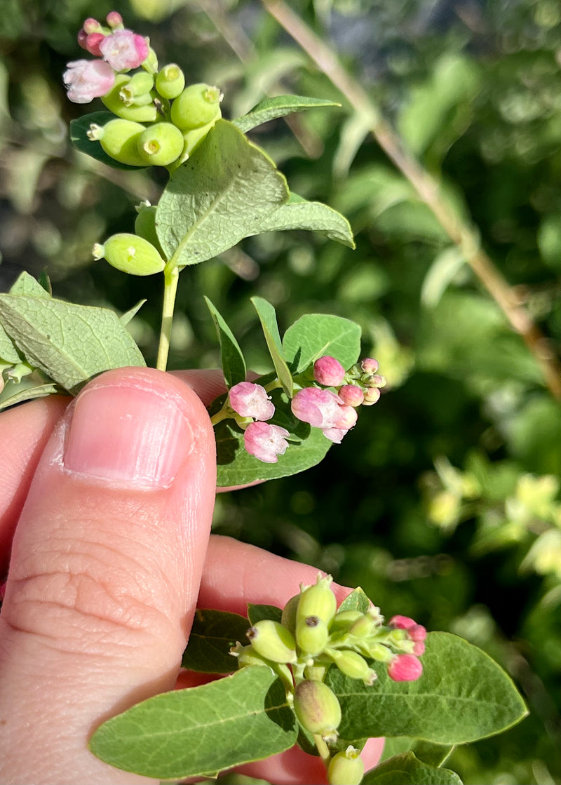 Snowberry (Symphoricarpos albus)