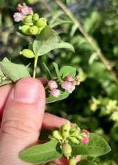 Snowberry (Symphoricarpos albus)