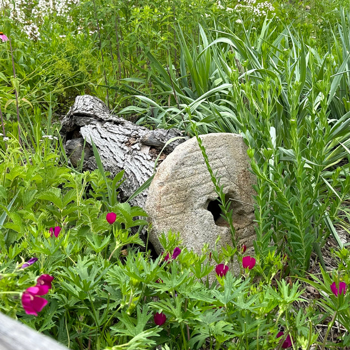 Seed Pack - Purple Poppy Mallow (Callirhoe involucrata)