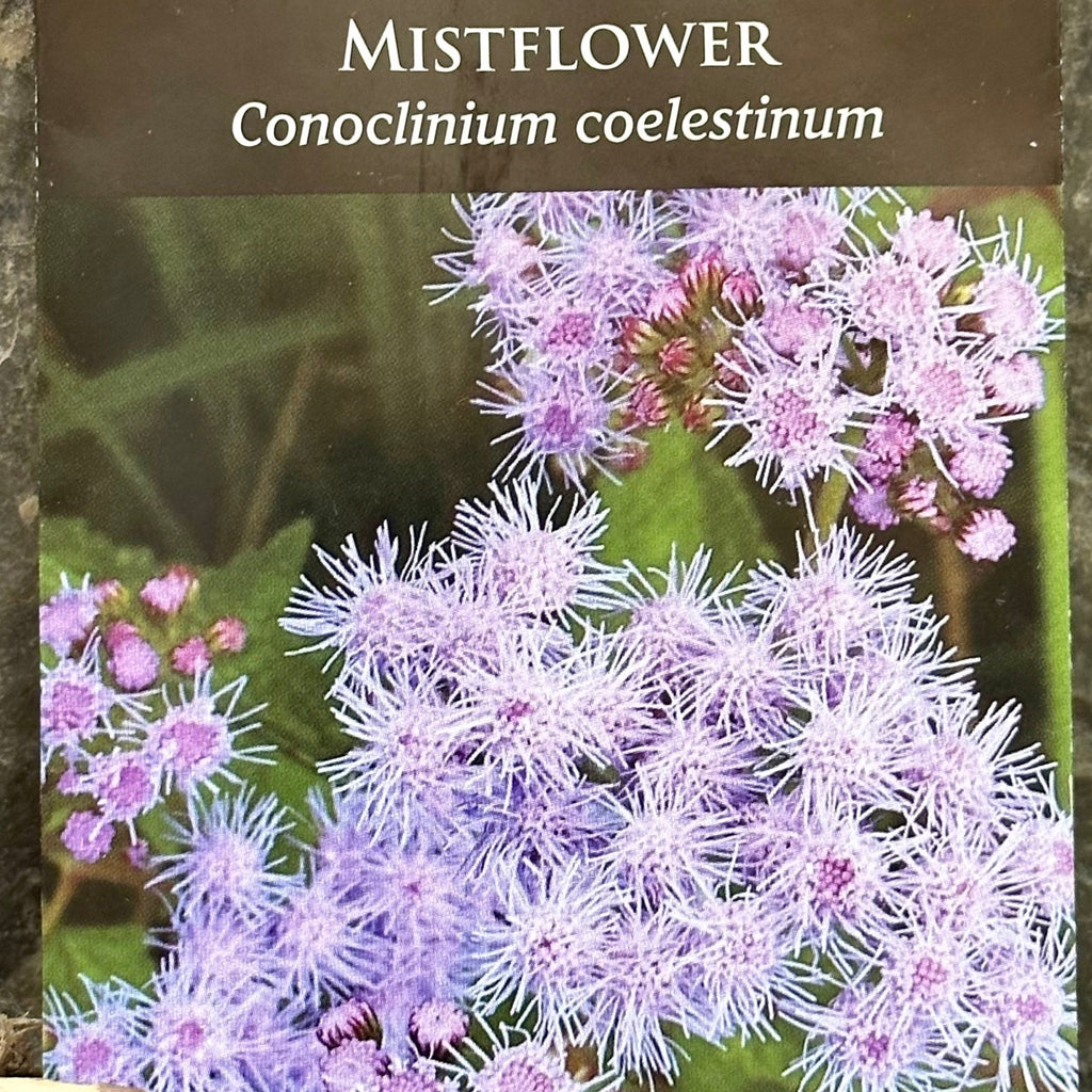 Seed Pack - Blue Mistflower (Conoclinium coelestinum)  Native Plants  Unlimited LLC
