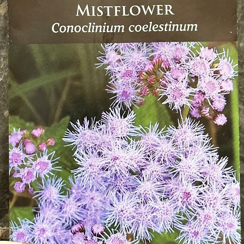 Seed Pack - Blue Mistflower (Conoclinium coelestinum)