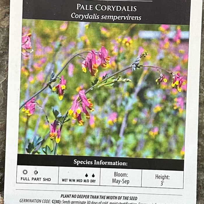 Seed Pack - Pale Corydalis [Rock Harlequin] (Corydalis sempervirens)