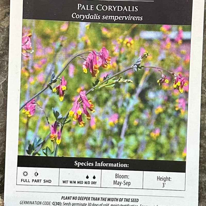 Seed Pack - Rock Harlequin [Pale Corydalis] (Corydalis sempervirens)