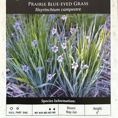 Seed Pack - Prairie Blue-eyed Grass (Sisyrinchium campestre)
