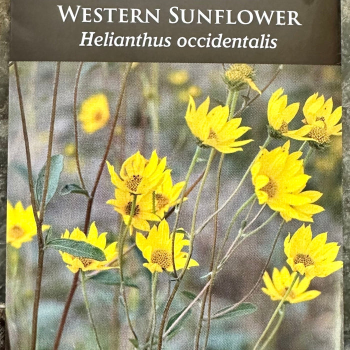 Seed Pack - Western Sunflower (Helianthus occidentalis)