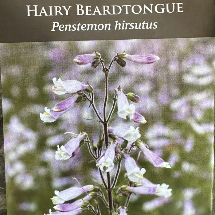 Seed Pack - Hairy Penstemon (Penstemon hirsutus)