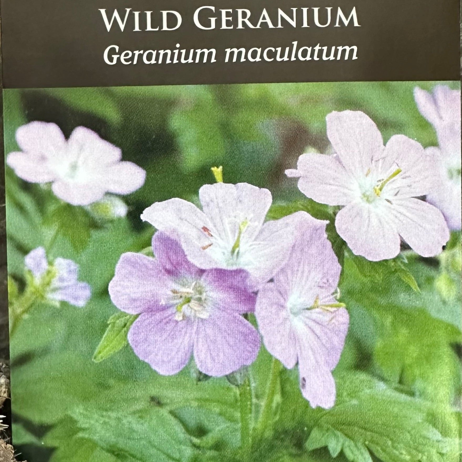 Seed Pack - Wild Geranium (Geranium maculatum) | Native Plants ...
