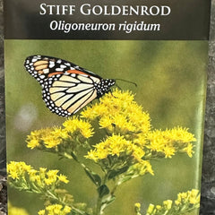 Seed Pack - Stiff Goldenrod (Oligoneuron rigidum)