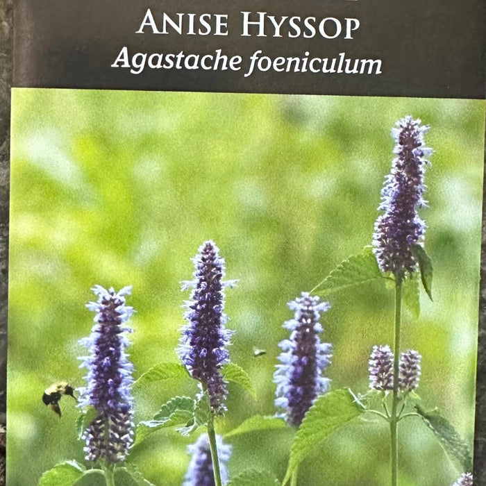 lavender hyssop seeds Seed Pack