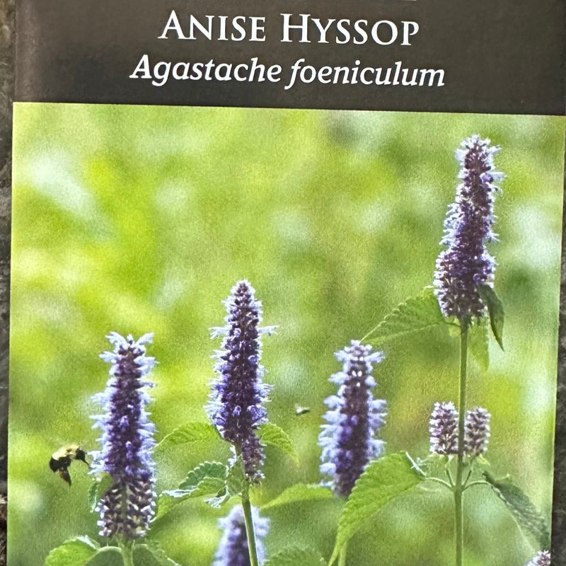 Seed Pack - Anise Hyssop (Agastache foeniculum)