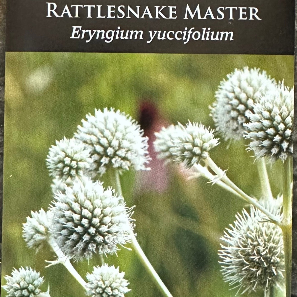 rattle snake master plant Seed Pack
