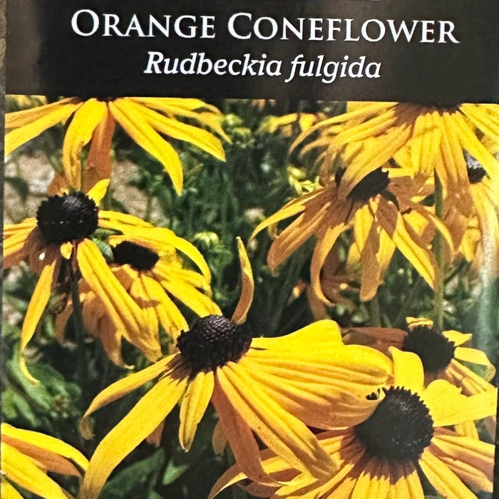 Seed Pack - Orange Coneflower [Showy Black-eyed Susan] (Rudbeckia fulgida)