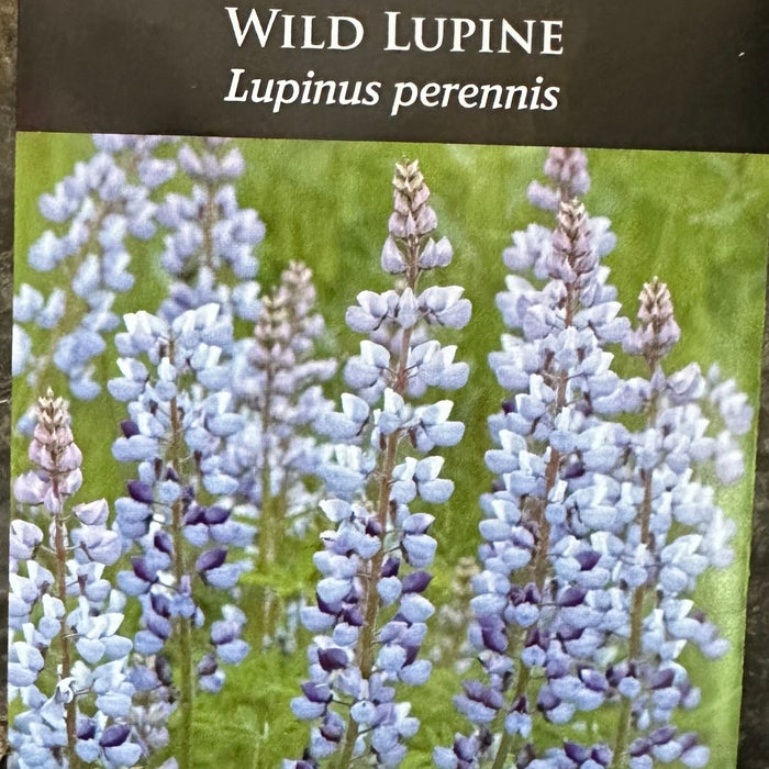 Seed Pack - Sundial [Wild] Lupine (Lupinus perennis)