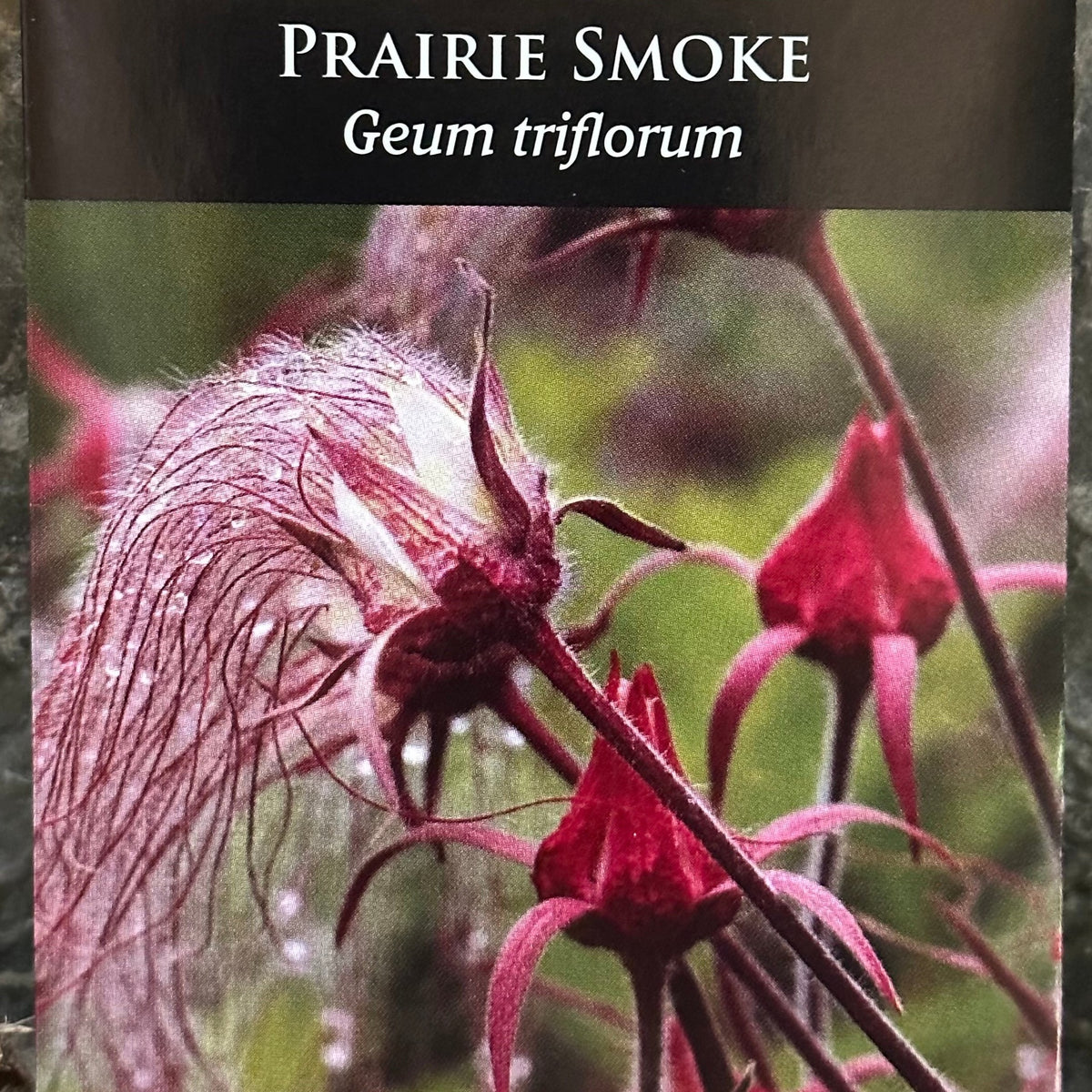 planting prairie smoke seeds Seed Pack