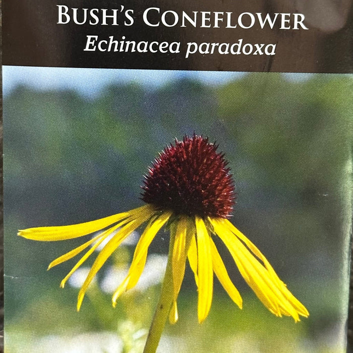 Seed Pack - Bush’s [Ozark] Coneflower (Echinacea paradoxa)