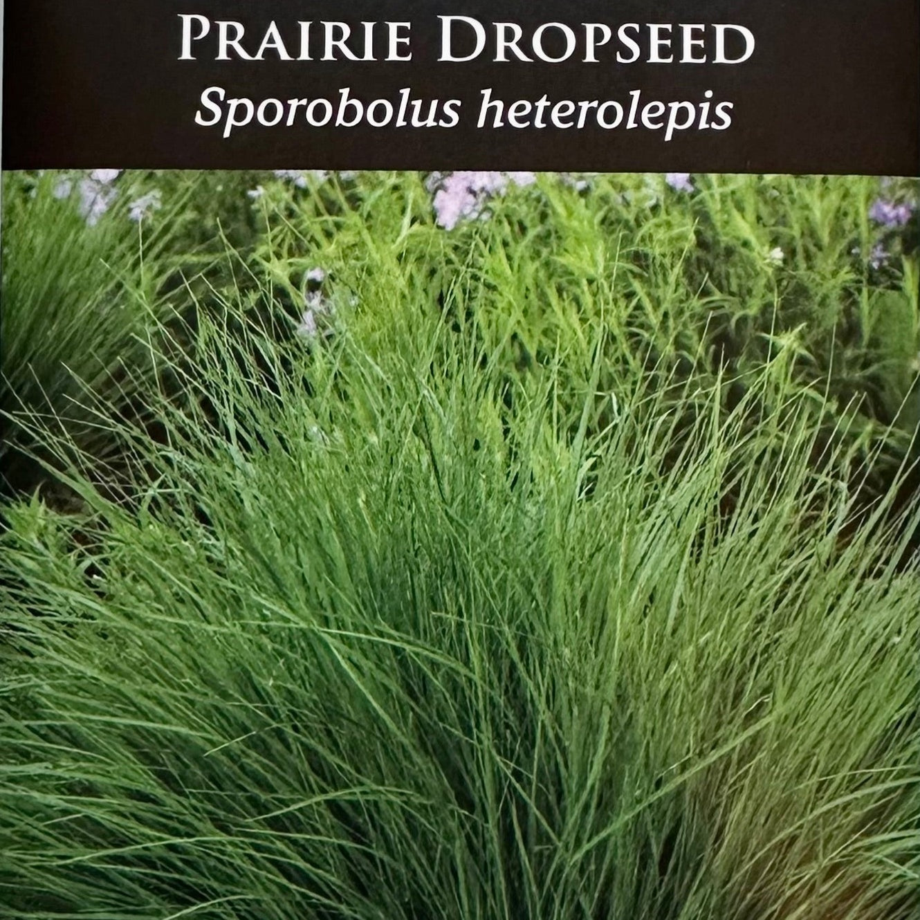 Seed Pack - Prairie Dropseed (Sporobolus heterolepis) — Native Plants ...