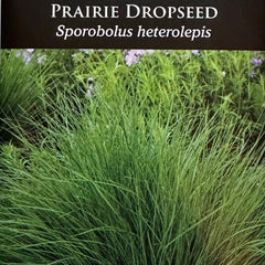 Seed Pack - Prairie Dropseed (Sporobolus heterolepis)
