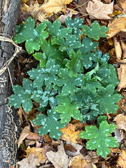 Virginia Waterleaf (Hydrophyllum virginianum) BARE ROOT - SHIPS BEGINNING WEEK OF 12/2