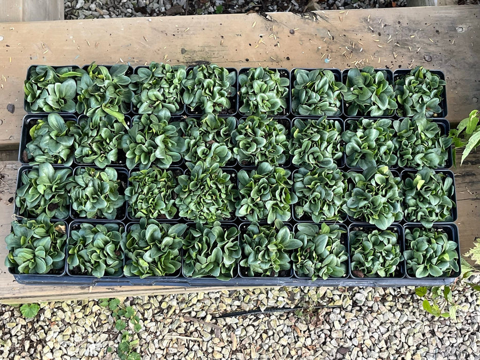 Rosepink (Sabatia angularis) 2x2x3" Pot