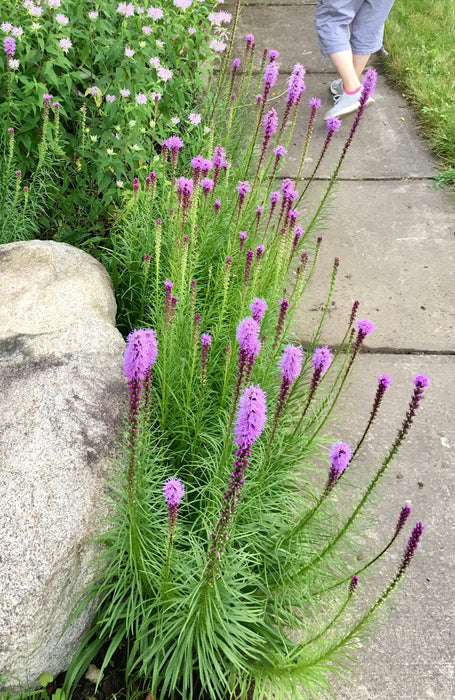 Prairie Blazing Star (Liatris pycnostachya) 2x2x3" Pot