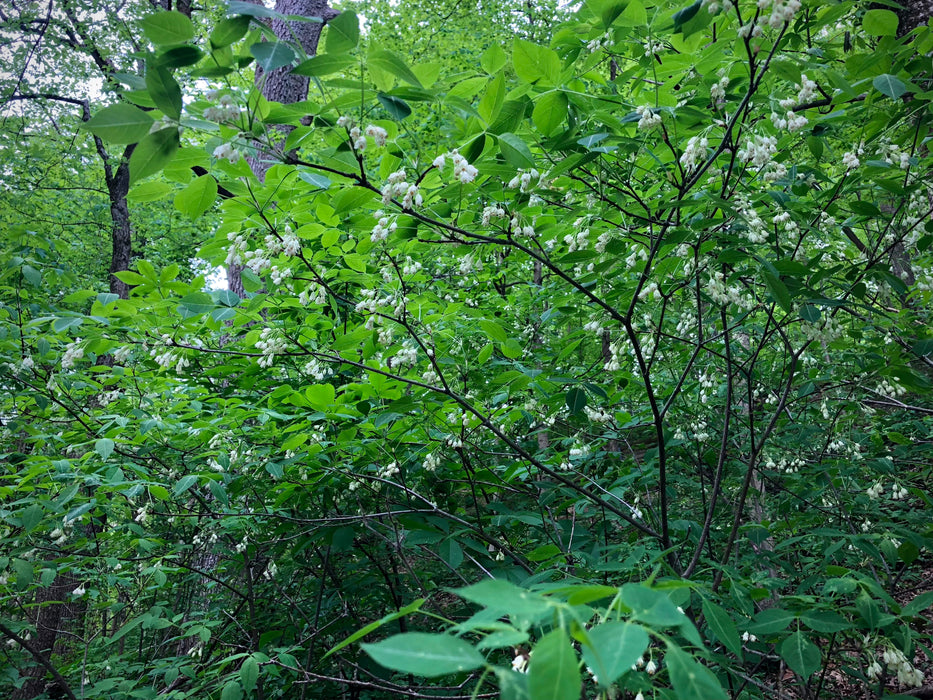 American Bladdernut (Staphylea trifolia)