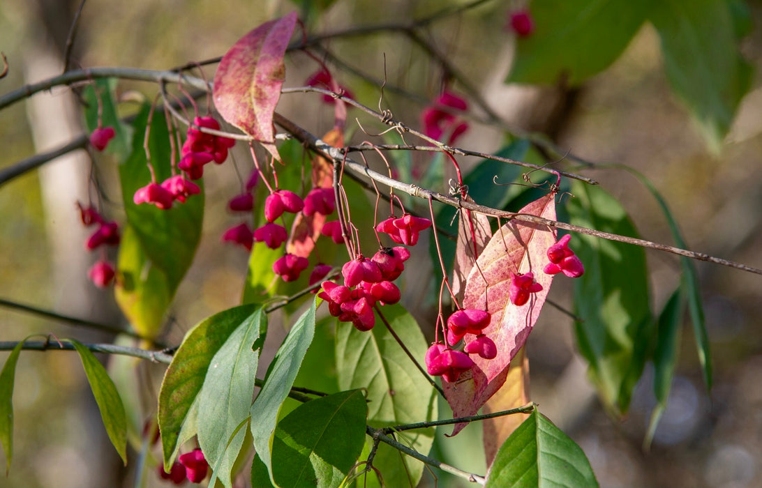 Eastern Wahoo (Euonymus atropurpureus)