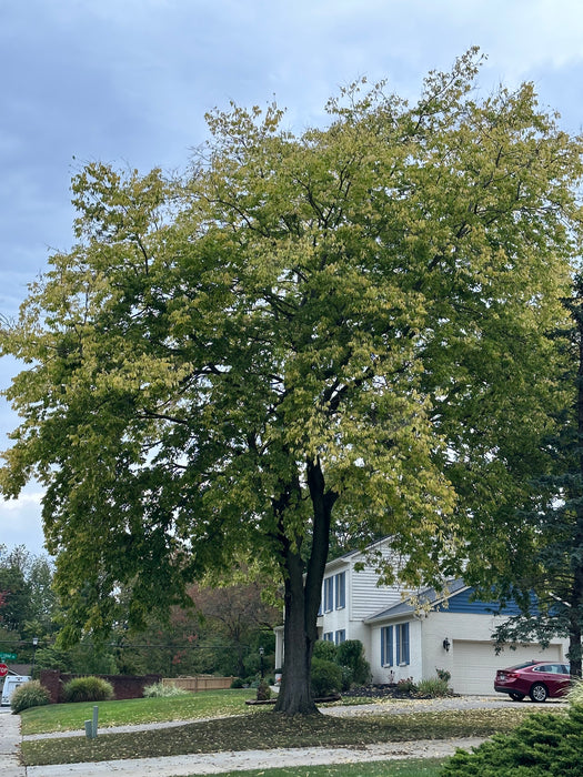 Hackberry (Celtis occidentalis)