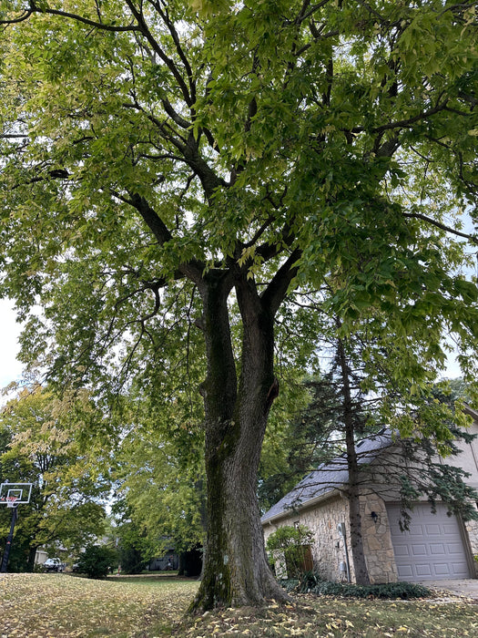 Hackberry (Celtis occidentalis)