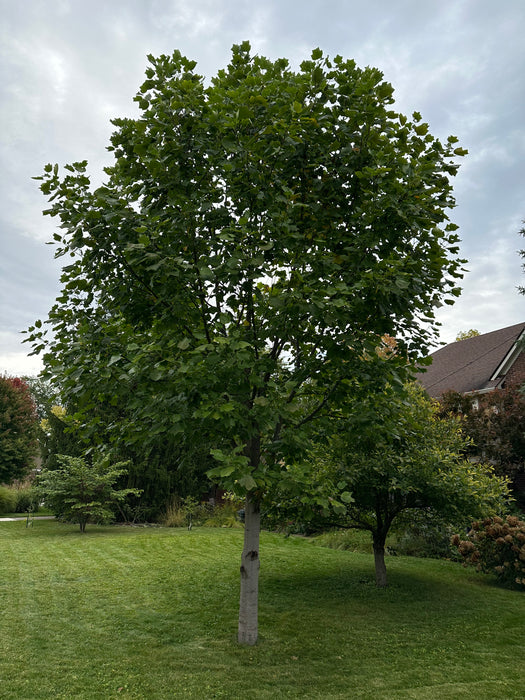 Tulip Poplar (Liriodendron tulipifera)