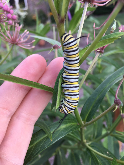 Marsh Milkweed (Asclepias incarnata) 1 GAL