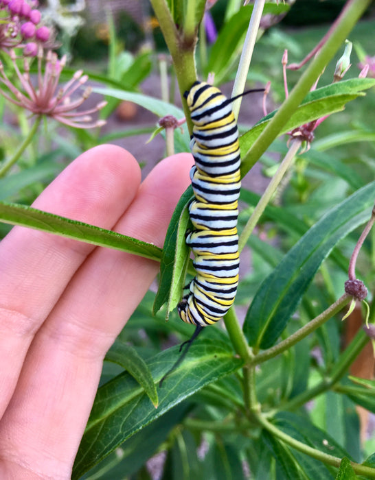 Marsh Milkweed (Asclepias incarnata) 2x2x3" Pot