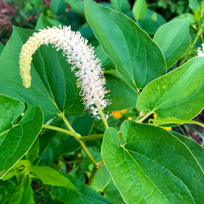 Lizard's Tail (Saururus cernuus) BARE ROOT