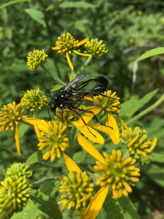 Wingstem (Actinomeris alternifolia)