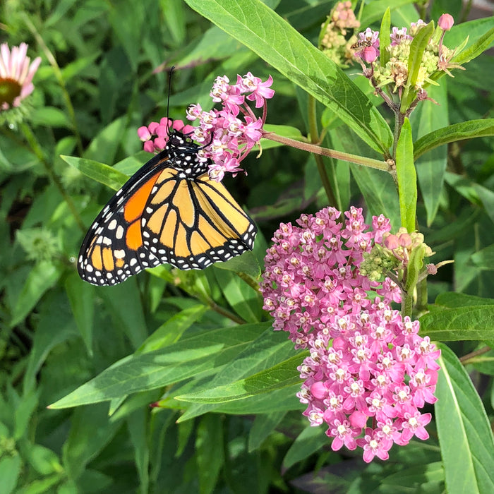 Marsh Milkweed (Asclepias incarnata) 2x2x3" Pot