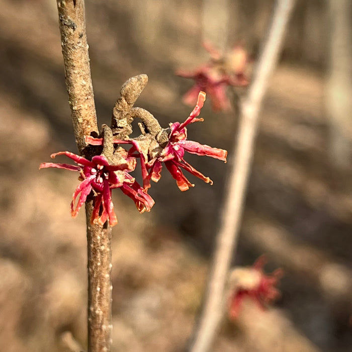 Vernal Witchhazel (Hamamelis vernalis)