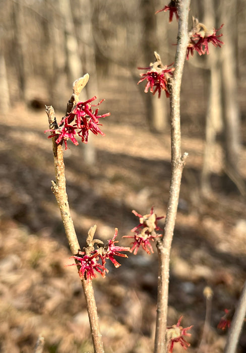 Vernal Witchhazel (Hamamelis vernalis)
