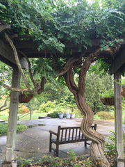 Trumpet Creeper (Campsis radicans)