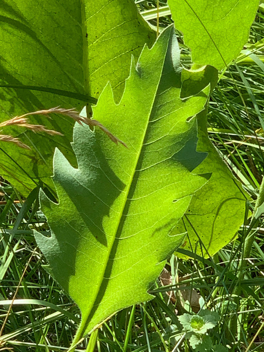 Compass Plant (Silphium laciniatum) 1 GAL