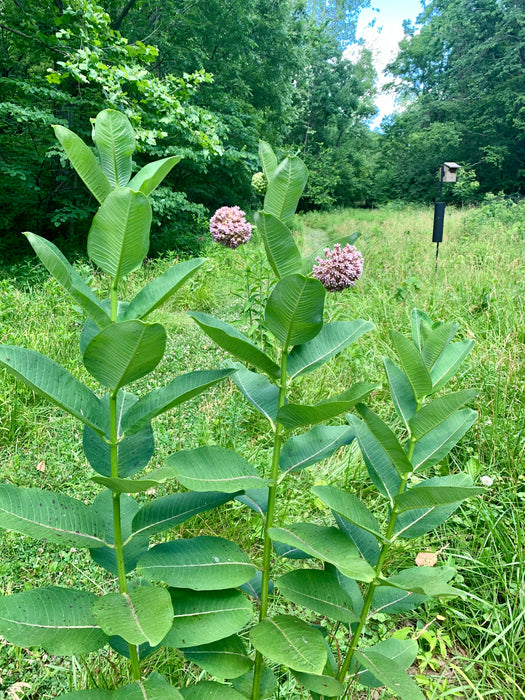 can you plant milkweed in a pot Common Milkweed (Asclepias syriaca) 2x2x3" Pot — Native Plants Unlimited LLC