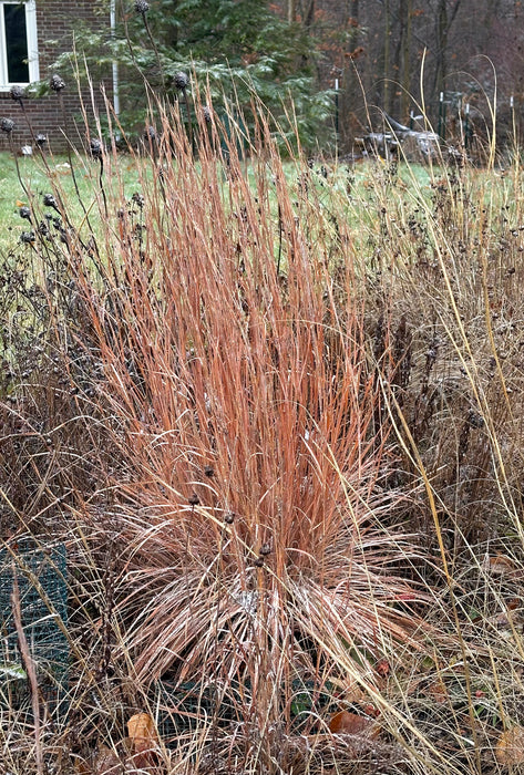 Little Bluestem (Schizachyrium scoparium) 2x2x3" Pot