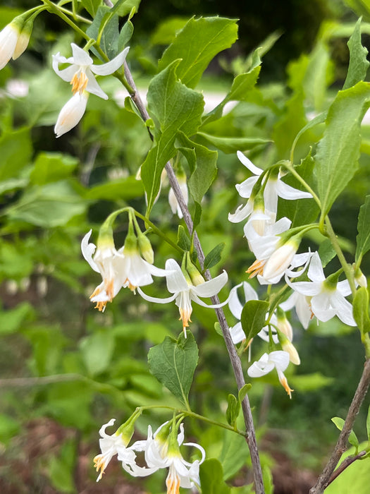 American Snowbell (Styrax americanus)