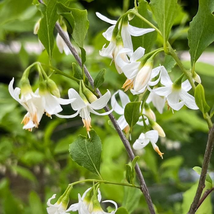 American Snowbell (Styrax americanus)