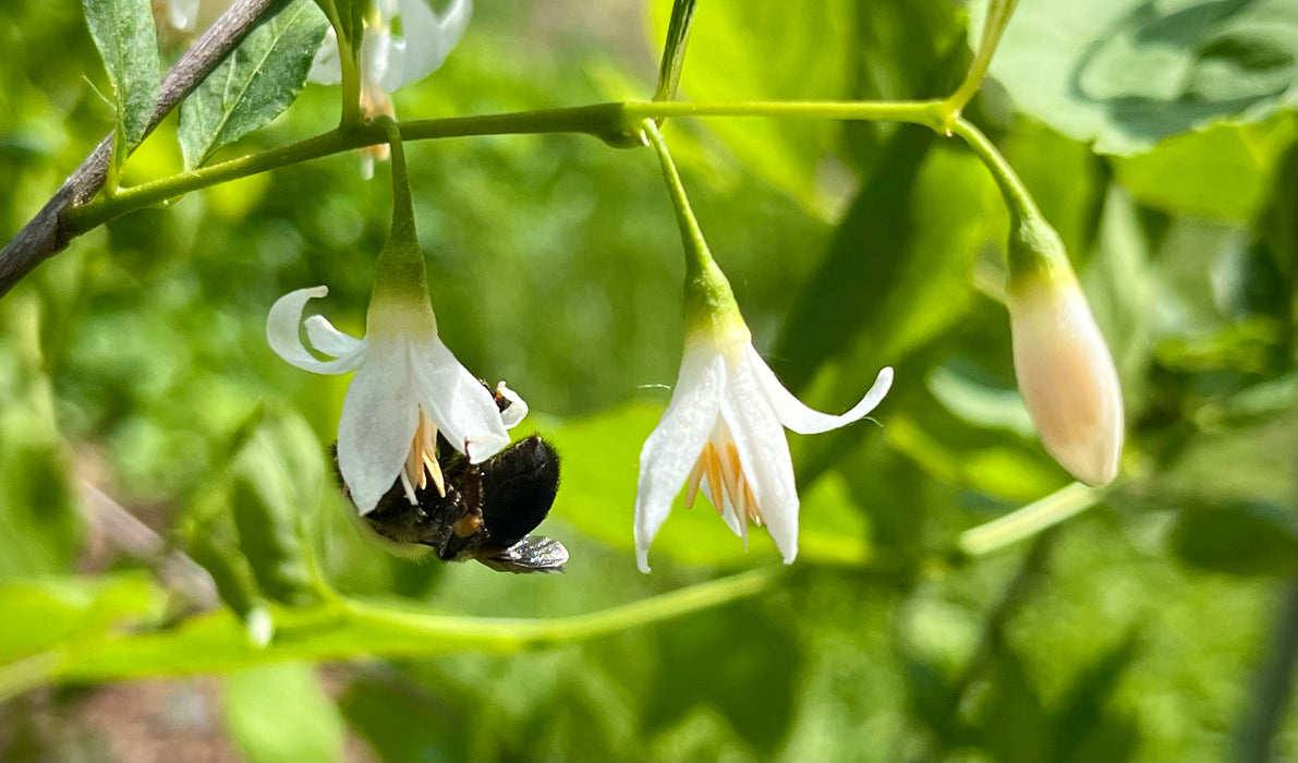 American Snowbell (Styrax americanus)