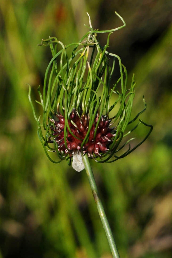 Wild Garlic (Allium canadense) BARE ROOT - BARE ROOT - SHIPS BEGINNING WEEK OF 12/2