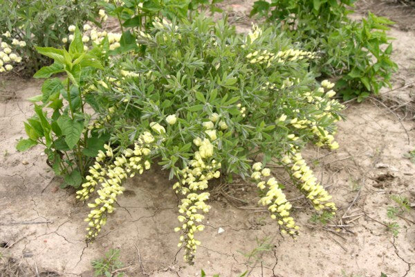 Seed Pack - Cream False Indigo (Baptisia bracteata)