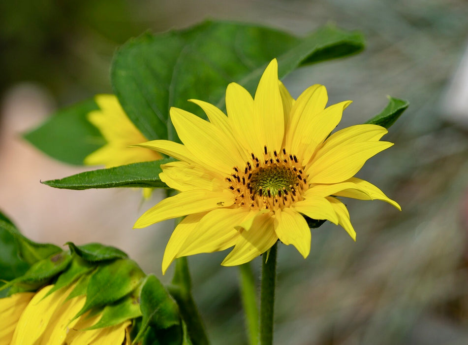 Western Sunflower (Helianthus occidentalis) 2x2x3" Pot